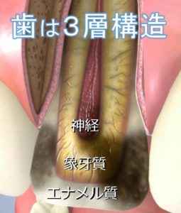 歯は３層構造